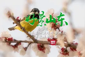 果然视频·好景山东|枣庄东湖畔桃花盛放，鸟语花香享美好春光图片