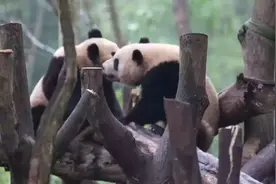 知识点又增加了！ 熊猫还会发出咩咩嗯嗯的叫声图片