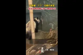 大熊猫“丫丫”归期未定，北京动物园确定参与回国护送图片