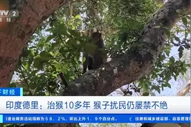 撕毁内政部文件，印度猴子大闹总理办公室图片