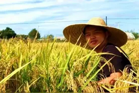 哈工大博士生“种水稻”，种出了新天地！图片