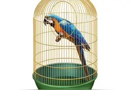 多地出现鹦鹉热患者，鹦鹉热大规模传播可能性小图片