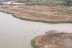 杭州湾湿地累计记录鸟类303种超32万只图片