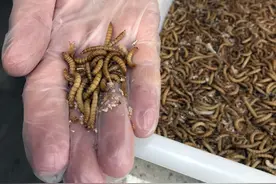 西媒：西班牙建造世界最大昆虫工厂图片