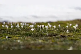 （镜观中国·新华社国内新闻照片一周精选）（13）“空中草原”那拉提野百合绽放图片