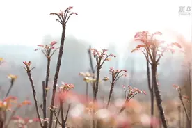 山东新泰：小香椿大产业图片