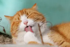 孔强新：养猫记图片