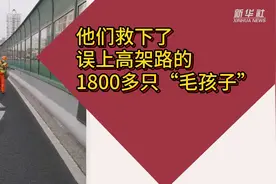 他们救下了误上高架路的1800多只“毛孩子”图片