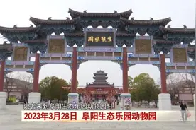 阜阳：诞下小虎崽后虎妈不管不顾，四个“90后”小伙客串“虎爸”！图片