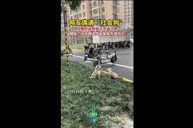 网友偶遇“社会狗”，叼烟的姿势也太专业了吧！图片