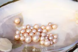 山东一采煤塌陷地养出大珍珠图片