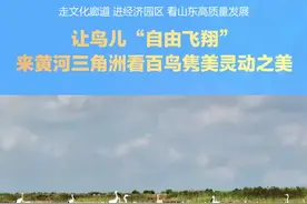 让鸟儿“自由飞翔” 来黄河三角洲看百鸟隽美灵动之美图片