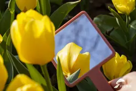 看镜中花花世界 赏满目春光图片