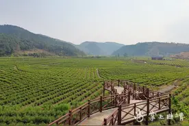 麒麟区升官屯千亩玫瑰基地 “五一”惊艳亮相图片