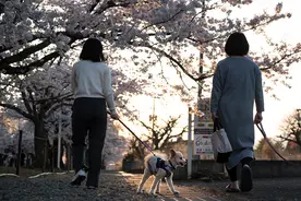 城事｜日本福岛县富冈町部分区域解除避难指示，樱花胜地重启图片