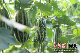河北馆陶小甜瓜敲开“致富门”图片
