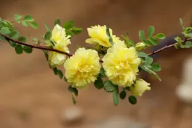 组图｜重瓣黄刺玫图片