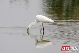 实拍白鹭捕鱼全过程，稳准狠轻松“拿捏”图片