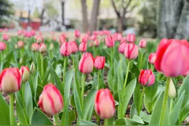 中山公园迎来郁金香观赏季，首次展出重瓣郁金香“变色绣球”图片