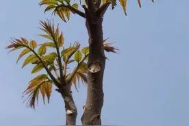 青未了 | 香椿树，香椿芽图片