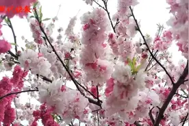 “一树四色”的桃花见过吗？原来这是“跳枝”现象图片