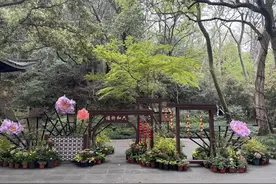 又到牡丹盛花期 杭州六和塔赏花乐游攻略请收好！图片