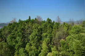 森林防火微电影——《巍巍青山，让我守护你》图片