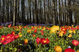 “莫奈花园”刷屏后部分花海斑秃，园方：你踩着花草拍美照的样子很丑图片