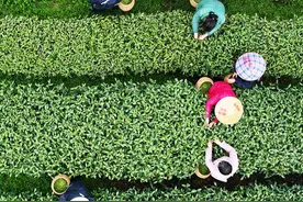 诗画问茶·龙井｜无味之味，茶中至味图片