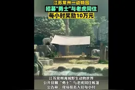 与野生白虎同住每小时奖10万？如此与虎谋宿意欲何为图片