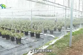 娇俏的蓝莓花已开，酸甜的蓝莓果5月初上市~图片