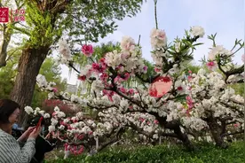 百花公园“颜值爆表”图片