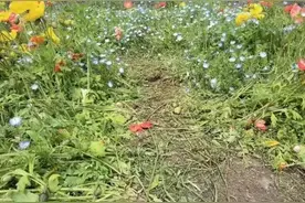 “你踩着花草拍美照的样子真的很丑！”花海遭踩踏，提前结束花期图片