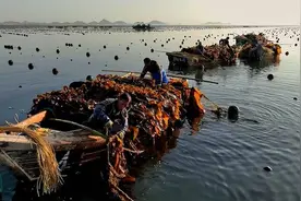 荣成：看百舸争流 迎海带丰收图片