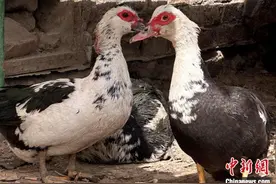 鸳鸯鸭养殖在新疆兵团趟出致富新路图片