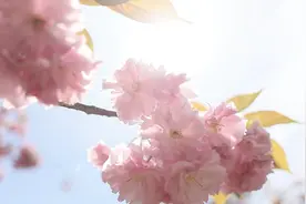 川渝好风光丨巴中南江：樱花烂漫春光美图片