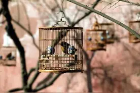 逗鸟竟导致“白肺”！这种病，我国多地已出现图片