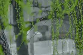 青岛的柳已长满春天图片