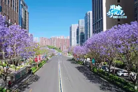 川渝好风光丨蓝花楹绽放 春日限定“绝绝紫”图片