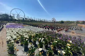 有一种叫云南的生活 | 蓝花楹、云南樱花、迷迭香…昆明绿化带还藏有哪些“网红”植物，一起来“寻宝”→图片