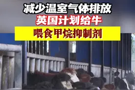 减少温室气体排放 英国计划给牛喂食甲烷抑制剂图片
