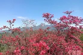 安徽大别山：万壑草木深 千山杜鹃红图片