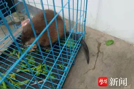麝鼠“溜”进工厂，警民联手保护这位一级保护动物图片