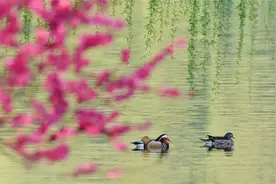 近日，西湖里的鸳鸯妈妈们正在抱窝孵蛋，预计四月下旬今年第一窝鸳鸯宝宝出生！图片