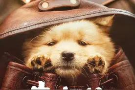 艺评丨安小楠——电影《忠犬八公》：春天里最温暖、最治愈的情感力量图片
