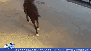 男子路上“策马奔腾”，潇洒一回代价太大