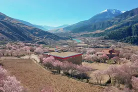 川渝好风光丨高原花开 道孚杏花闹春来图片