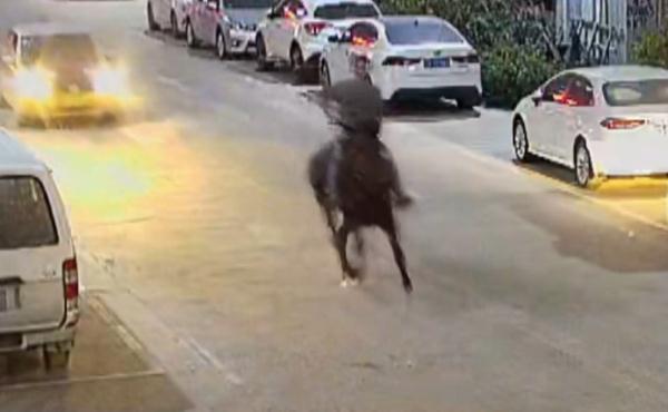 男子路上“策马奔腾”，潇洒一回代价太大