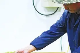 信阳毛尖进入盛采期 各地绿茶普遍品质较高图片