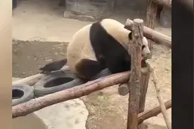 现场视频！乌鸦薅大熊猫屁股毛，大熊猫皱着眉头“怒吼”警告图片